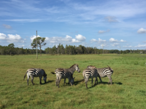 Safari Wilderness