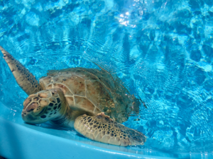 Loggerhead Marine Life Center in The Palm Beaches Florida